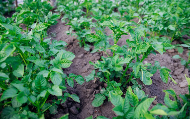 A vegetable garden with potatoes in the countryside. The potatoes are planted in long rows.