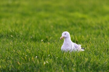 A closeup portrait of a white mew, seagull or gull seabird sitting in the green grass of a meadow on the countryside. The feathered animal is looking around searching for food.
