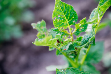 Colorado potato beetle - Leptinotarsa decemlineata on potato bushes. Pest of plants and...
