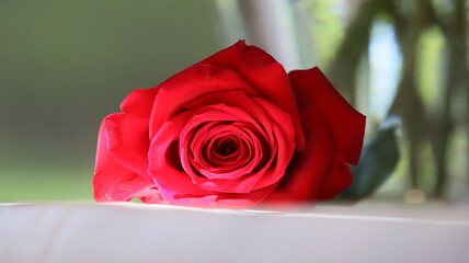Beautiful red rose holiday gift