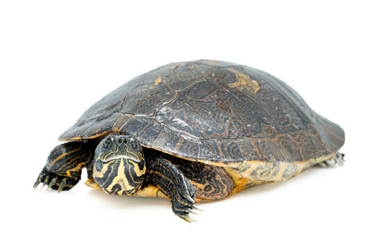 River Cooter Turtle on White background - Pseudemys concinna