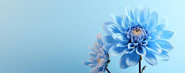 Obraz premium Bright blue Aster flower centered on a pale beige background, creating a serene and clean visual impact with minimalist appeal