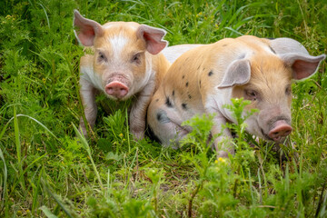 red and white pig