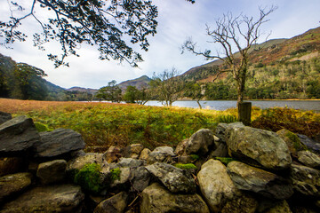 Trees along the shore of Llyn Gwynant in Eryri National Park in North Wales, with a broken Drywall...