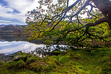 Oak branches, with their leafes starting to change with the seasons, overhanging the calm mirror-like surface of the mountain lake Llyn Dinas in Eryri national Park in North Wales