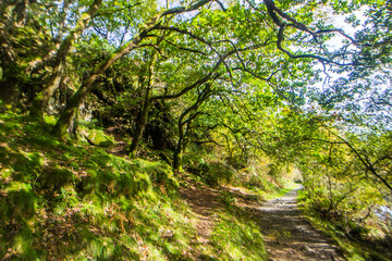 Dappled sunlight and shadow in the mystical Celtic forests with a footpath, in Eryri National Park in Wales