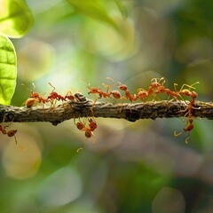 Collaborative Ants Forming a Living Bridge to Cross a Gap