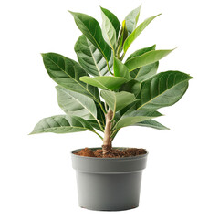 Indoor Potted Bay Leaves Plant