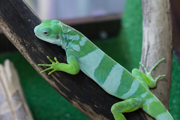 Green chameleon is on a branch in the zoo. A reptile is on a tree
