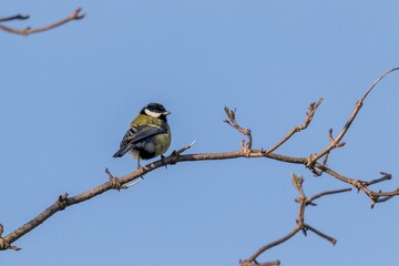 A closeup portrait of a parus major or great tit bird sitting on a small twig in the sunlight with a blue sky. The feathered passerine animal is perched and looking around.