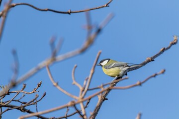 A portrait of a parus major or great tit bird sitting on a small twig in the sunlight with a blue sky. The passerine animal is perched and looking around.