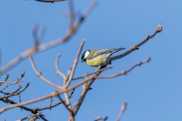 A portrait of a great tit or parus major bird sitting on a small twig in the sunlight with a blue sky. The passerine animal is perched and looking around.