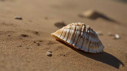 Fototapeta na wymiar shell on the beach
