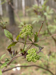 elderberry branch in spring closeup