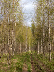 Fototapeta premium landscape on a sunny spring day