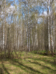 landscape in a birch grove