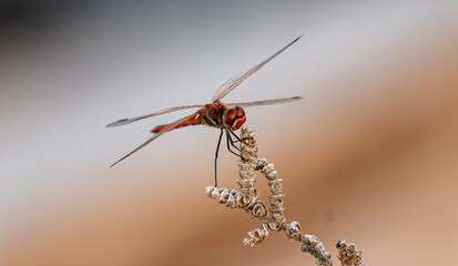 dragonfly close up