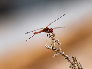 close up of a dragonfly