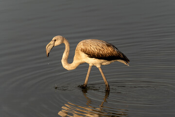 blue heron in water