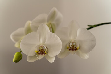 white orchid flower