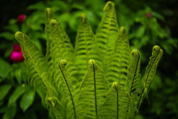 fern in botanical garden, forest , green leaf