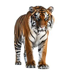 Fototapeta premium Beautiful tiger , isolated on transparent background