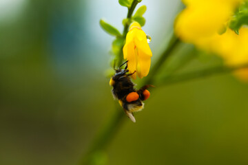 bumblebee with nectar on yellow flower