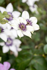 Beautiful Clematis flowers.