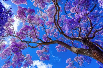 Jacaranda Trees in Full Bloom during Spring at Grafton, New South Wales: A Beautiful