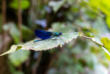 blue dragonfly on a green leaf