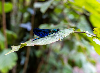 blue dragonfly on a green leaf