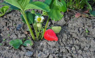 red ripe and green strawberries in the garden