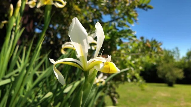 Abeille et jonquille