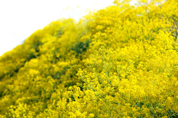 Spring with yellow blooming woad at the Kaiserstuhl in Germany