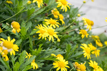 Beautiful African Bush Daisy (Euryops chrysanthemoides) flowers.