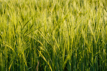 Close up young green wheat growing in a field in the Dordogne region of France
