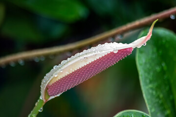 Lírio da Paz IMG_2880