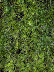 Vibrant Green Foliage Nature Background