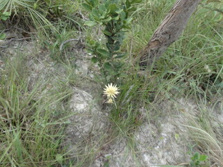 Flor da Chapada dos Veadeiros