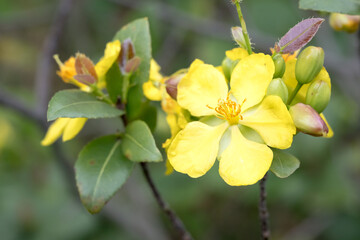 Beautiful Mickey Mouse bush (ochna serrulata) flowers.