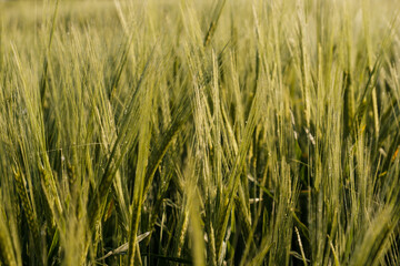 Close up young green wheat growing in a field in the Dordogne region of France