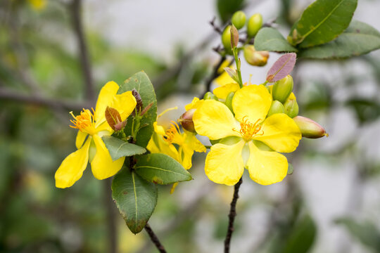 Beautiful Mickey Mouse bush (ochna serrulata) flowers.