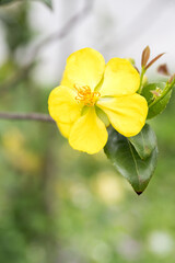 Beautiful Mickey Mouse bush (ochna serrulata) flowers.