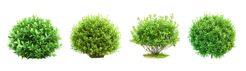 Naklejka premium Green bush isolated on white