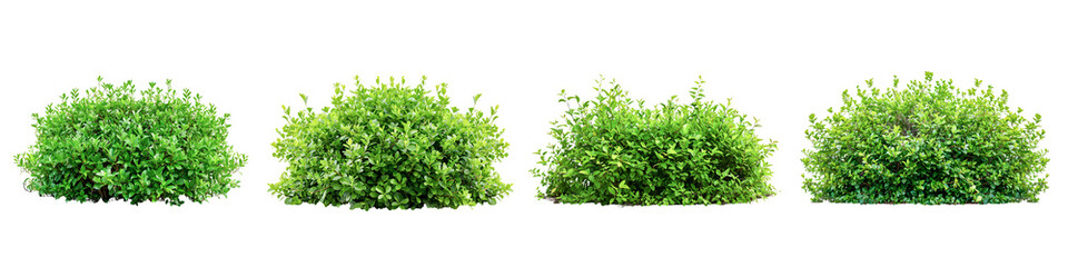 Fototapeta premium Plant isolated on white