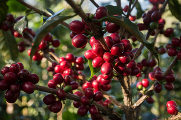 Frutos maduros rojos del cultivo de café colombiano, Ripe red fruits of the Colombian coffee crop