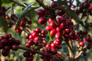 Frutos maduros rojos del cultivo de café colombiano, Ripe red fruits of the Colombian coffee crop