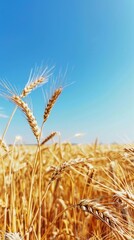 Fototapeta premium Panoramic view of a golden wheat field under a clear blue sky, emphasizing the vastness of the landscape