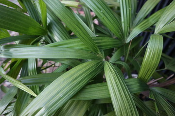 Obraz premium jakarta, Indonesia : Palm leaves are suitable for the background