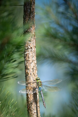 portrait of an emperor dragonfly (anax imperator), belgium